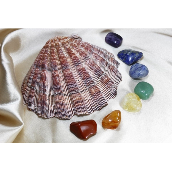 Doğal İstiridye Deniz Kabuğu ve İşlenmemiş Doğal Çakra Taşları / Manevi Temizlik Seti
