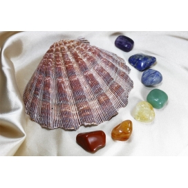 Doğal İstiridye Deniz Kabuğu ve İşlenmemiş Doğal Çakra Taşları / Manevi Temizlik Seti
